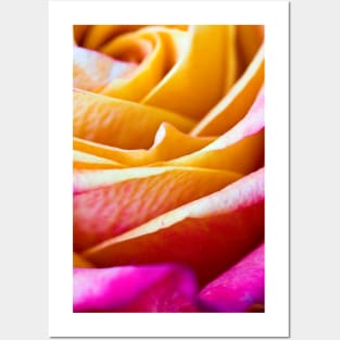 Orange and pink rose Posters and Art